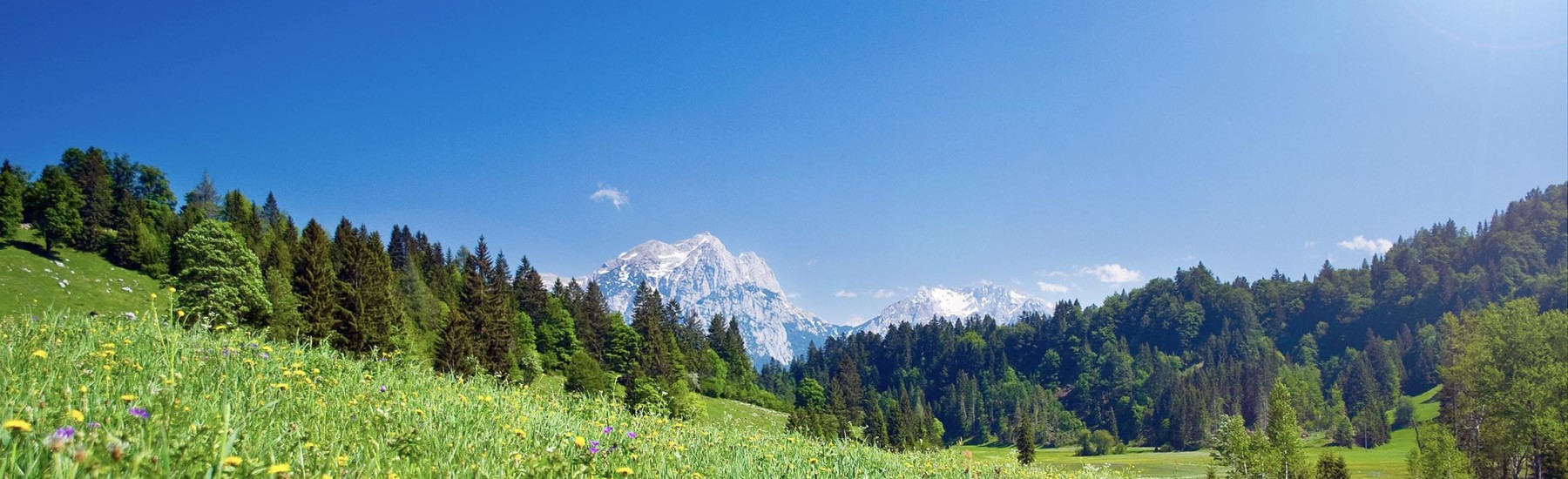 alpenweide zomer met bloemen en blauwe lucht
